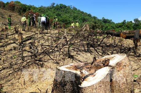 Cận cảnh hiện trường 43 ha rừng tự nhiên ở Bình Định bị xóa sổ