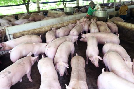 Bắc Ninh phát triển nông nghiệp quy mô lớn