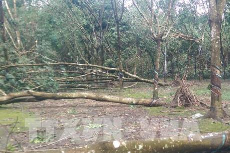 Lốc xoáy làm nhiều diện tích hồ tiêu, cao su, nhà cửa bị gãy đổ và tốc mái 