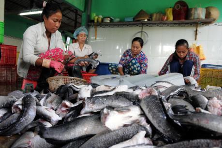 Trà Vinh: Giá cá lóc tăng, người nuôi vẫn chưa có lãi