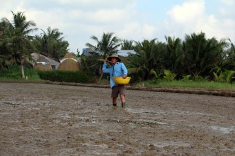 Bất chấp khuyến cáo, nông dân Bến Tre vẫn xuống giống vụ Thu Đông