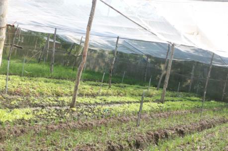 Sóc Trăng quy hoạch, phát triển sản xuất rau sạch