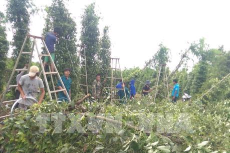 Hàng nghìn trụ hồ tiêu gãy đổ do lốc xoáy tại Bình Phước