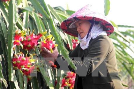 Để nông sản Việt Nam vượt qua hàng rào kỹ thuật khi xuất khẩu