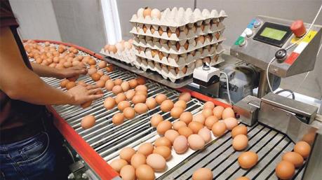 Ba trang trại của Malta vẫn còn trứng "bẩn"