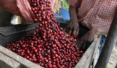 Thị trường cà phê thế giới sẽ biến động mạnh
