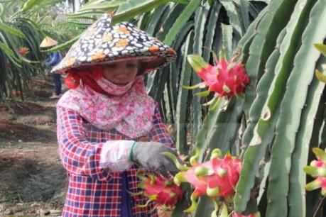 Tìm hướng đi bền vững cho cây thanh long - Bài 1:  Mở rộng thị trường, đa dạng sản phẩm