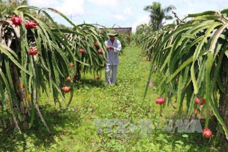 Nông sản Việt tìm cách chinh phục thị trường Hàn Quốc