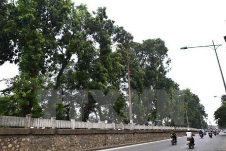 Chưa thể đánh chuyển cây xanh tại đường Kim Mã