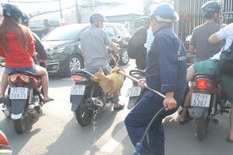Tp Hồ Chí Minh: Tiếp tục bắt giữ chó thả rông