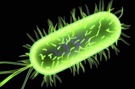 Cảnh báo: Một bé gái tử vong do nhiễm vi khuẩn E. coli
