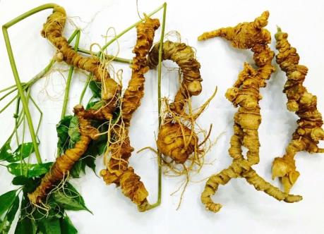 Khó phân biệt sâm Ngọc Linh thật và giả 