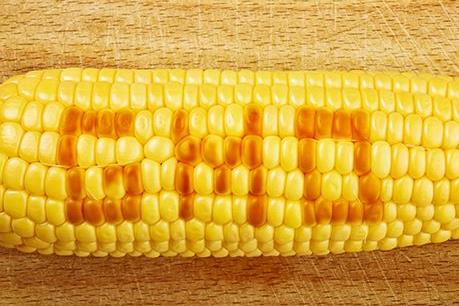 Tòa án châu Âu phủ quyết lệnh cấm của Italy với giống ngô MON 810 của Monsanto