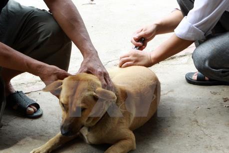 Thả chó không rọ mõm tại nơi công cộng: Chủ nuôi sẽ bị phạt từ ngày 15/9