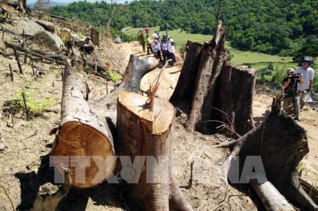 Tin mới nhất về vụ phá 43,7 ha rừng tự nhiên ở Bình Định