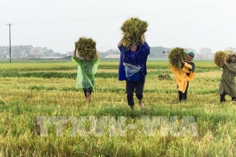 Hà Tĩnh thu hoạch 1.300 ha lúa trước khi bão số 10 đổ bộ
