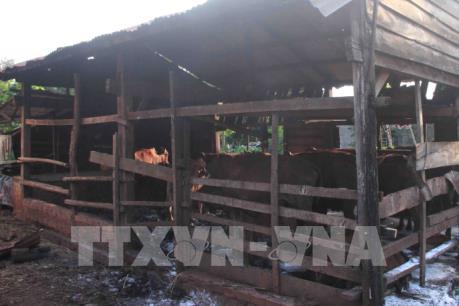 Dịch lở mồm long móng đang có nguy cơ bùng phát trên diện rộng