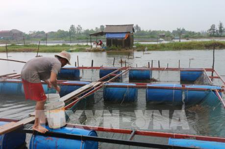 Ứng phó bão số 10: Hà Tĩnh thu hoạch thủy sản sớm