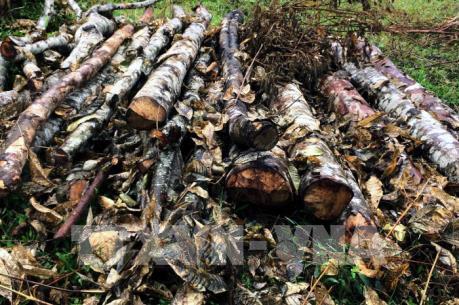 Điện Biên: Vì sao rừng đặc dụng Pá Khoang bị chặt phá, đốt bỏ?