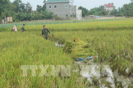 Bão số 10: Thanh Hóa huy động gần 1.000 máy gặt đập liên hợp thu hoạch lúa