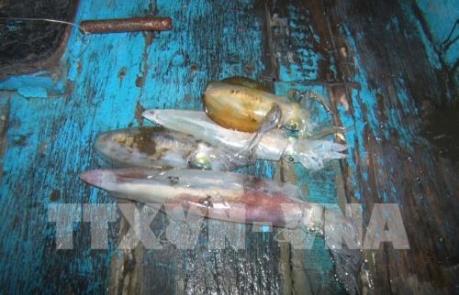 Cứu ngư dân bị nạn trên biển gần đảo Thổ Châu, huyện Phú Quốc