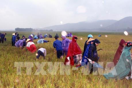 Bão số 10: Thanh Hóa triển khai các biện pháp đối phó với mưa lớn sau bão