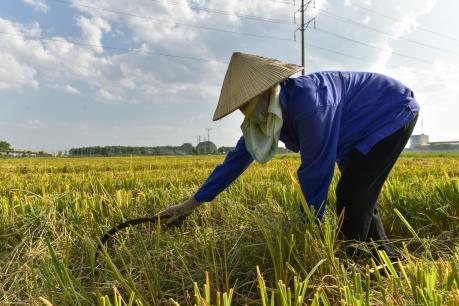 Nông dân khẩn trương khôi phục sản xuất sau bão số 10