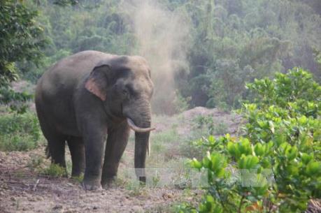 Xuất hiện đàn voi mới tại khu rừng thuộc địa bàn Đồng Nai