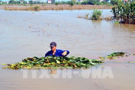 Hàng nghìn ha lúa, hoa màu và thủy sản bị "nuốt chửng" sau bão số 10