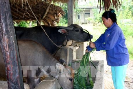 Xây dựng nông thôn mới: Chủ động kêu gọi doanh nghiệp đầu tư vào nông nghiệp