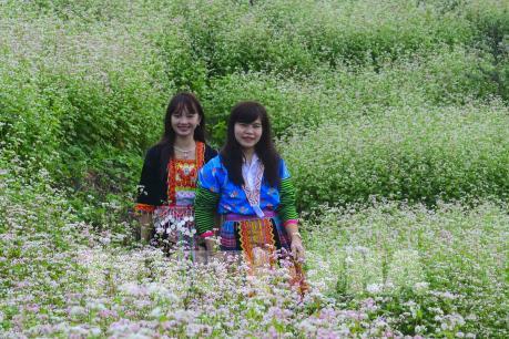 Lên đỉnh đèo Pha Đin ngắm hoa tam giác mạch