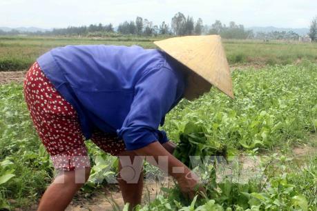 Phòng chống rét cho rau màu vụ Đông Xuân