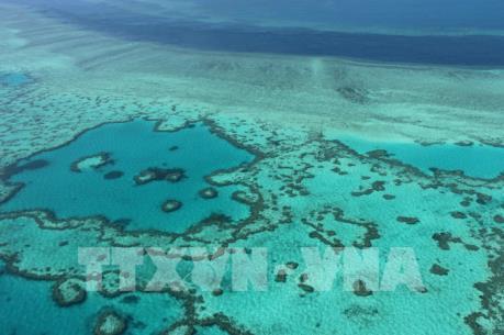 Rạn san hô Great Barrier đứng trước nguy cơ bị tẩy trắng trên diện rộng