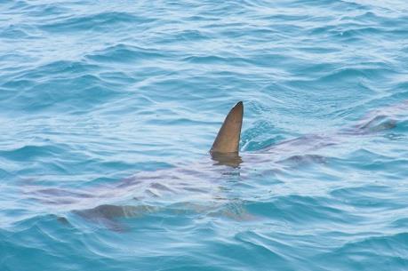 Chi cục Thủy sản Quảng Ninh nói gì về thông tin cá mập xuất hiện ở biển ven bờ?