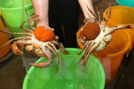 Giá cua biển Trà Vinh giảm 30.000 – 50.000 đồng/kg