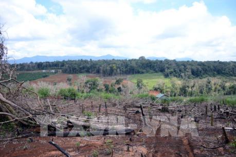 Vụ mất 53ha rừng tại Đắk Nông: Thanh tra toàn diện và xử lý nghiêm sai phạm