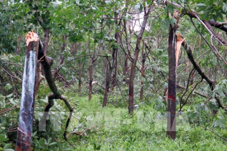 Bão số 10 đi qua: “Vàng trắng” thành mất trắng 