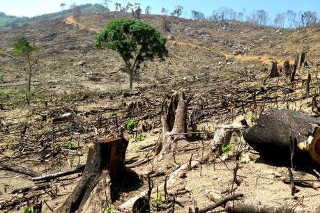 Vụ phá 61 ha rừng ở Bình Định: Bắt nghi phạm chủ mưu hủy hoại rừng