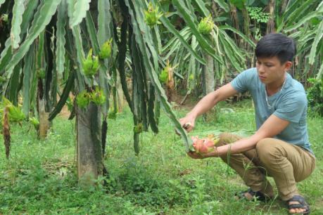 Trồng thanh long giàn mang lại hiệu quả cao