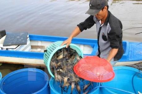 Giá tôm nguyên liệu tăng trở lại