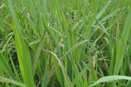 Diện tích lúa ở gần Nhà máy luyện kim màu Lào Cai có nguy cơ mất trắng