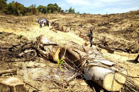 Vụ phá rừng quy mô lớn tại Bình Định: Bắt tạm giam 2 hai nghi phạm