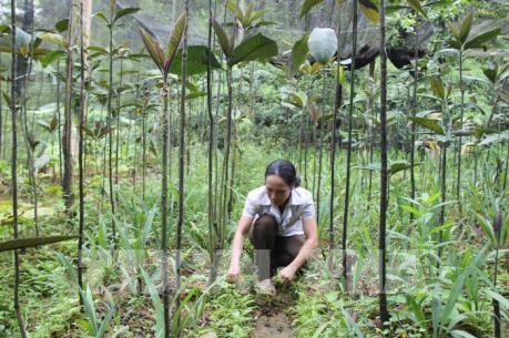 Nghịch lý Bệnh viện Y học cổ  truyền Cao Bằng phải nhập khẩu thuốc bắc từ Trung Quốc