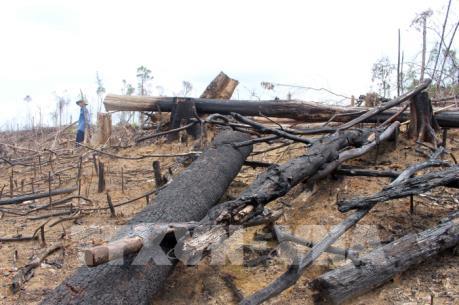 Phá rừng tự nhiên để trồng rừng: Xử lý nghiêm minh hành vi phá rừng tự nhiên