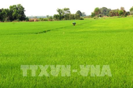 Hàn Quốc thí nghiệm các chế phẩm sinh học trên lúa tại Hậu Giang