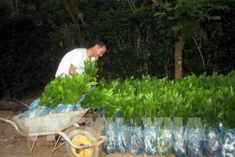 Sẽ điều chỉnh giảm mức thu phí bảo hộ giống cây lâm nghiệp