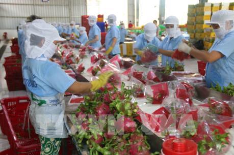 Thanh long Việt Nam bắt đầu được bày bán ở Australia