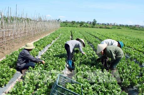 Những điều cần biết khi xuất khẩu rau quả sang EU