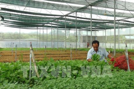 Làm sao để "kéo" doanh nghiệp đầu tư vào nông nghiệp?