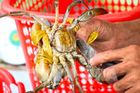 Giá cua biển giảm 30.000-50.000 đồng/kg